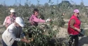 Вінниччина: Першими яблуками ласували школярі